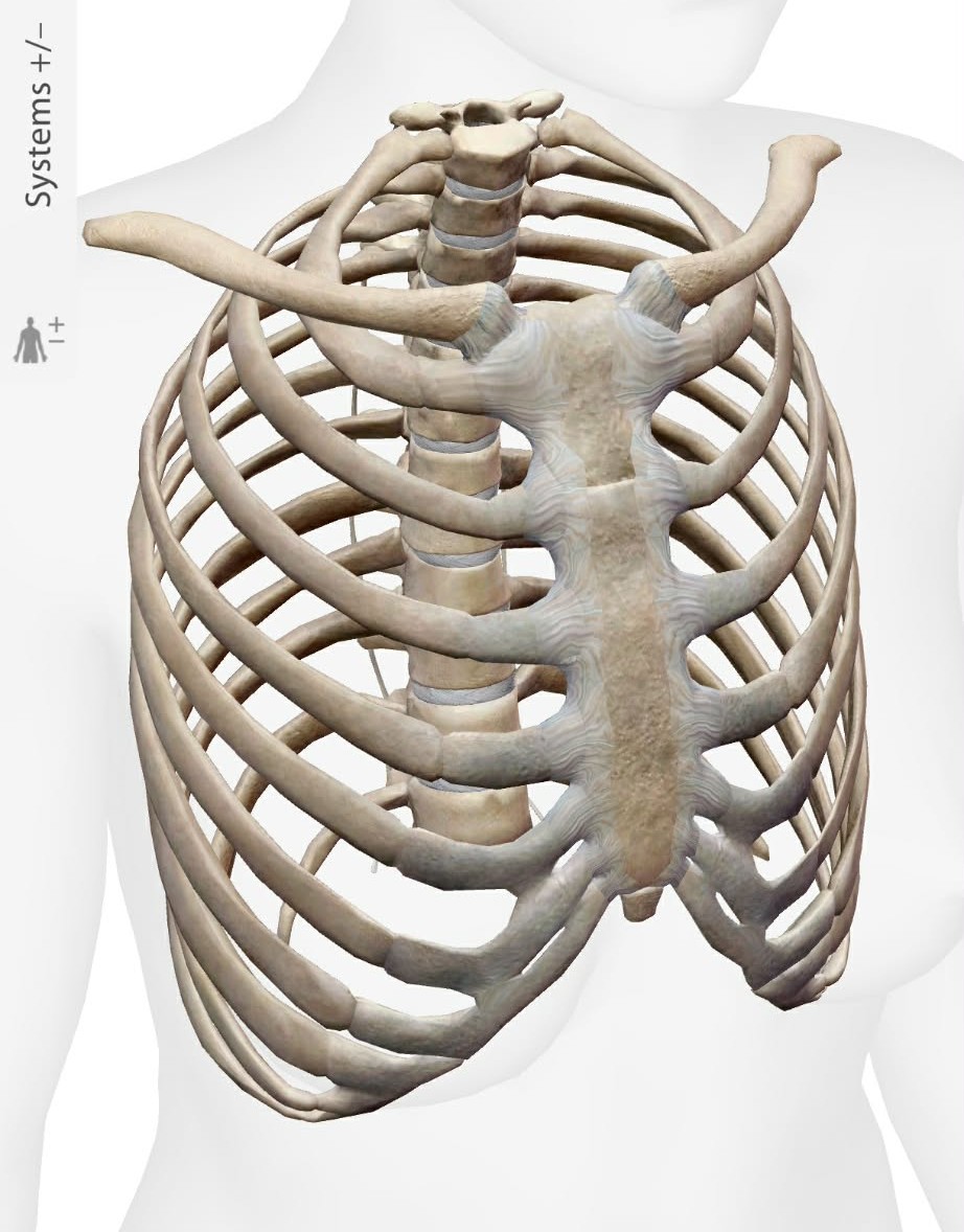 Górny otwór klatki&nbsp;piersiowej