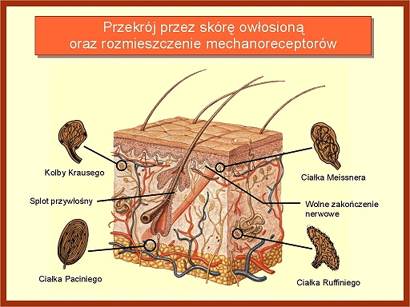 Receptory